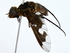  (Wurda - BIOUG80200-F09)  @11 [ ] CreativeCommons - Attribution (2022) CBG Photography Group Centre for Biodiversity Genomics