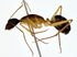  ( - BIOUG80726-C03)  @11 [ ] CreativeCommons - Attribution (2022) CBG Photography Group Centre for Biodiversity Genomics