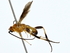  ( - BIOUG80727-G05)  @11 [ ] CreativeCommons - Attribution (2022) CBG Photography Group Centre for Biodiversity Genomics