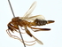  ( - BIOUG80728-A09)  @11 [ ] CreativeCommons - Attribution (2022) CBG Photography Group Centre for Biodiversity Genomics