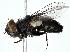  (Metopia fergusoni - BIOUG80729-A05)  @11 [ ] CreativeCommons - Attribution (2022) CBG Photography Group Centre for Biodiversity Genomics