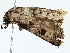  ( - BIOUG80729-E08)  @11 [ ] CreativeCommons - Attribution (2022) CBG Photography Group Centre for Biodiversity Genomics