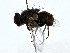  ( - BIOUG80732-A09)  @11 [ ] CreativeCommons - Attribution (2022) CBG Photography Group Centre for Biodiversity Genomics