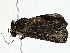 ( - BIOUG80732-H04)  @11 [ ] CreativeCommons - Attribution (2022) CBG Photography Group Centre for Biodiversity Genomics