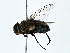  ( - BIOUG80733-A11)  @11 [ ] CreativeCommons - Attribution (2022) CBG Photography Group Centre for Biodiversity Genomics