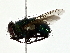  ( - BIOUG80733-B01)  @11 [ ] CreativeCommons - Attribution (2022) CBG Photography Group Centre for Biodiversity Genomics