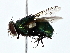 ( - BIOUG80733-B09)  @11 [ ] CreativeCommons - Attribution (2022) CBG Photography Group Centre for Biodiversity Genomics