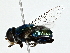  ( - BIOUG80733-F02)  @11 [ ] CreativeCommons - Attribution (2022) CBG Photography Group Centre for Biodiversity Genomics