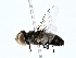  ( - BIOUG80736-B09)  @11 [ ] CreativeCommons - Attribution (2022) CBG Photography Group Centre for Biodiversity Genomics