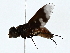  (Kapu - BIOUG80736-E09)  @11 [ ] CreativeCommons - Attribution (2022) CBG Photography Group Centre for Biodiversity Genomics