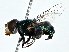  ( - BIOUG80737-B11)  @11 [ ] CreativeCommons - Attribution (2022) CBG Photography Group Centre for Biodiversity Genomics