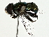  ( - BIOUG80737-C01)  @11 [ ] CreativeCommons - Attribution (2022) CBG Photography Group Centre for Biodiversity Genomics