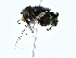  ( - BIOUG80738-C06)  @11 [ ] CreativeCommons - Attribution (2022) CBG Photography Group Centre for Biodiversity Genomics