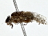  (Cairnsimyia - BIOUG80741-E02)  @11 [ ] CreativeCommons - Attribution (2022) CBG Photography Group Centre for Biodiversity Genomics