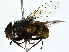 ( - BIOUG80742-B03)  @11 [ ] CreativeCommons - Attribution (2022) CBG Photography Group Centre for Biodiversity Genomics