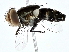  ( - BIOUG80744-C05)  @11 [ ] CreativeCommons - Attribution (2022) CBG Photography Group Centre for Biodiversity Genomics