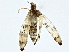  ( - BIOUG80744-G11)  @11 [ ] CreativeCommons - Attribution (2022) CBG Photography Group Centre for Biodiversity Genomics