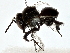  ( - BIOUG80744-H08)  @11 [ ] CreativeCommons - Attribution (2022) CBG Photography Group Centre for Biodiversity Genomics
