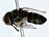  ( - BIOUG80759-G12)  @11 [ ] CreativeCommons - Attribution (2022) CBG Photography Group Centre for Biodiversity Genomics