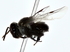  ( - BIOUG80759-H09)  @11 [ ] CreativeCommons - Attribution (2022) CBG Photography Group Centre for Biodiversity Genomics