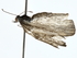  ( - BIOUG80760-C05)  @11 [ ] CreativeCommons - Attribution (2022) CBG Photography Group Centre for Biodiversity Genomics