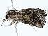  ( - BIOUG80761-D07)  @11 [ ] CreativeCommons - Attribution (2022) CBG Photography Group Centre for Biodiversity Genomics