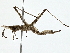  (Keyacridini - BIOUG80761-E02)  @11 [ ] CreativeCommons - Attribution (2022) CBG Photography Group Centre for Biodiversity Genomics