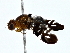  (Acanthonevroides - BIOUG80763-A05)  @11 [ ] CreativeCommons - Attribution (2022) CBG Photography Group Centre for Biodiversity Genomics