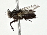  ( - BIOUG80763-C01)  @11 [ ] CreativeCommons - Attribution (2022) CBG Photography Group Centre for Biodiversity Genomics
