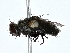  ( - BIOUG80763-E09)  @11 [ ] CreativeCommons - Attribution (2022) CBG Photography Group Centre for Biodiversity Genomics