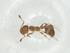  (Monomorium sordidum - CBG-A31711-E07)  @11 [ ] CreativeCommons - Attribution Share - Alike (2024) Centre for Biodiversity Genomics Centre for Biodiversity Genomics