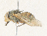  ( - CBG-A31815-D03)  @11 [ ] CreativeCommons - Attribution Share - Alike (2024) CBG Photography Group Centre for Biodiversity Genomics