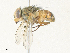  ( - CBG-A31816-D06)  @11 [ ] CreativeCommons - Attribution Share - Alike (2024) CBG Photography Group Centre for Biodiversity Genomics