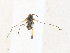  ( - CBG-A31816-H02)  @11 [ ] CreativeCommons - Attribution Share - Alike (2024) CBG Photography Group Centre for Biodiversity Genomics