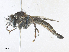  ( - CBG-A31817-H11)  @11 [ ] CreativeCommons - Attribution Share - Alike (2024) CBG Photography Group Centre for Biodiversity Genomics