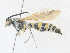  ( - CBG-A31818-B12)  @11 [ ] CreativeCommons - Attribution Share - Alike (2024) CBG Photography Group Centre for Biodiversity Genomics