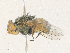  ( - CBG-A31820-D02)  @11 [ ] CreativeCommons - Attribution Share - Alike (2024) CBG Photography Group Centre for Biodiversity Genomics