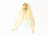  ( - CBG-A31827-D09)  @11 [ ] CreativeCommons - Attribution Share - Alike (2024) CBG Photography Group Centre for Biodiversity Genomics