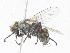 ( - CBG-A35142-E11)  @11 [ ] CreativeCommons - Attribution Share - Alike (2024) CBG Photography Group Centre for Biodiversity Genomics