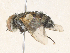  ( - CBG-A35142-H05)  @11 [ ] CreativeCommons - Attribution Share - Alike (2024) CBG Photography Group Centre for Biodiversity Genomics