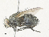  ( - CBG-A35143-A07)  @11 [ ] CreativeCommons - Attribution Share - Alike (2024) CBG Photography Group Centre for Biodiversity Genomics