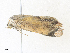  ( - CBG-A35143-B09)  @11 [ ] CreativeCommons - Attribution Share - Alike (2024) CBG Photography Group Centre for Biodiversity Genomics