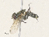  ( - CBG-A35144-G06)  @11 [ ] CreativeCommons - Attribution Share - Alike (2024) CBG Photography Group Centre for Biodiversity Genomics