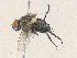  ( - CBG-A35144-H03)  @11 [ ] CreativeCommons - Attribution Share - Alike (2024) CBG Photography Group Centre for Biodiversity Genomics