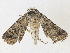  ( - CBG-A35146-F07)  @11 [ ] CreativeCommons - Attribution Share - Alike (2024) CBG Photography Group Centre for Biodiversity Genomics