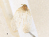 ( - CBG-A36793-H03)  @11 [ ] CreativeCommons - Attribution Share - Alike (2024) CBG Photography Group Centre for Biodiversity Genomics