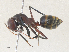  ( - CBG-A36794-C05)  @11 [ ] CreativeCommons - Attribution Share - Alike (2024) CBG Photography Group Centre for Biodiversity Genomics