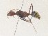  ( - CBG-A36794-C06)  @11 [ ] CreativeCommons - Attribution Share - Alike (2024) CBG Photography Group Centre for Biodiversity Genomics