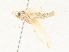  ( - CBG-A38498-B01)  @11 [ ] CreativeCommons - Attribution Share - Alike (2024) CBG Photography Group Centre for Biodiversity Genomics