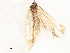  ( - CBG-A51065-G08)  @11 [ ] CreativeCommons - Attribution Share - Alike (2024) CBG Photography Group Centre for Biodiversity Genomics